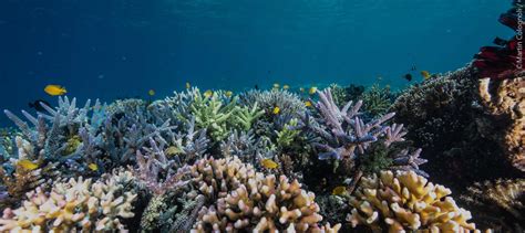 Coral Guardian Protecting Coral Reefs Globally Coral Reef Conservation