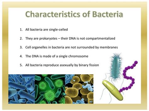 Ppt Prokaryotes Archaebacteria And Eubacteria Powerpoint Presentation