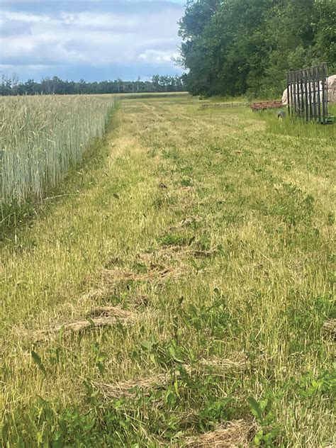 Are buffer strips right for your farm? - Grainews