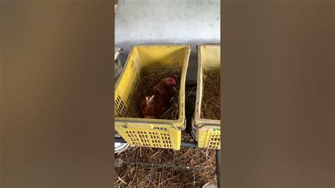 Chickens Laying Eggs Youtube