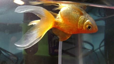 Swim Bladder Disease: Symptoms, Cause and Treatment! - MyAquarium