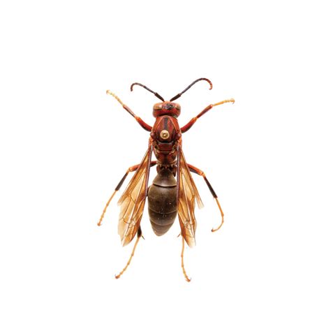 A Side By Side Comparison Of The Northern Giant Hornet And Other Insects Nc State Extension