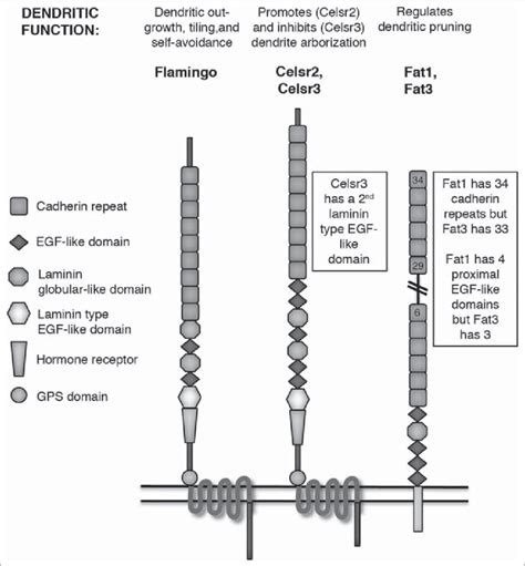 Atypical Cadherins Schematic Domain Structures Of Flamingo Celsr And