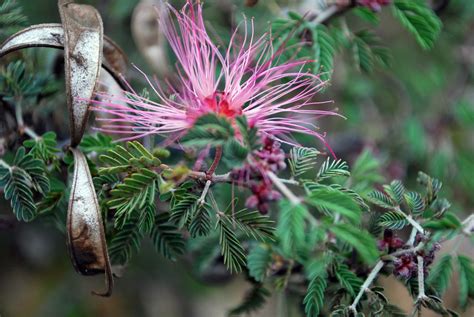 Calliandra Eriophylla Botanical Calliandra Eriophylla Com Flickr