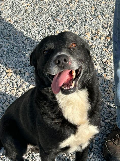 Friends of Athens-Limestone Animal Shelter Volunteer Team added a new