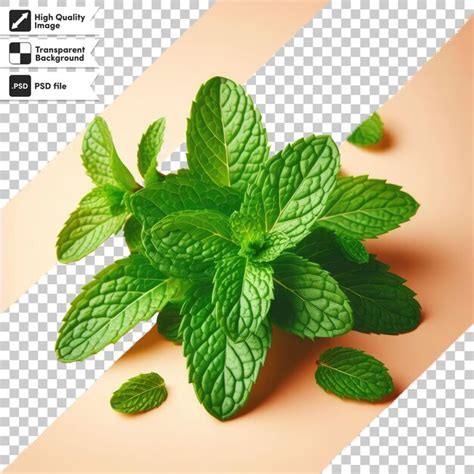 Premium PSD Psd Mint Leaves On Transparent Background