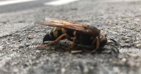 Asian Giant Hornet In Bedstuy Album On Imgur