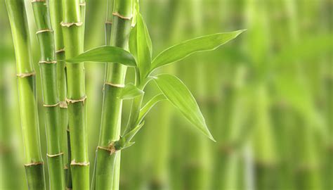 Bambú Descripción Origen Tipos Cómo Plantar Cuidados Y Usos