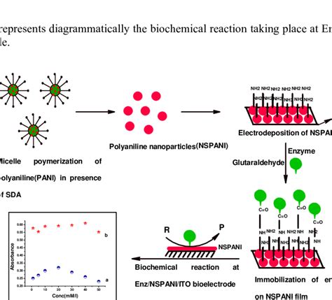 Cyclic Voltammogram Of A Bare Electrode B NSPANI ITO C