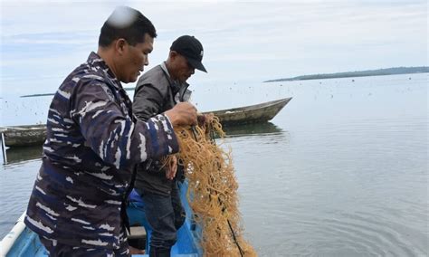 Program Pembudidayaan Rumput Laut Andalan Lantamal Ix Di Bidang