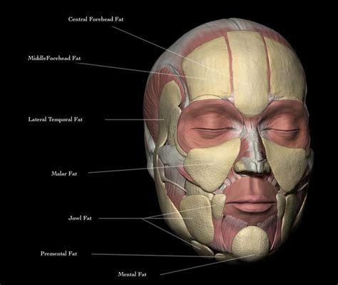 fat anatomy face | Gezicht, Lichaam, Portret