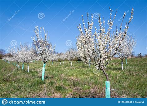 Plum Trees Orchard In Bloom At Springtime Stock Photo Image Of Farm