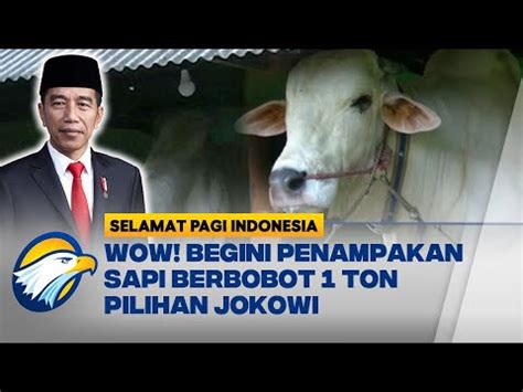 Presiden Jokowi Kurban Sapi Berbobot 1 Ton Di Bantul YouTube