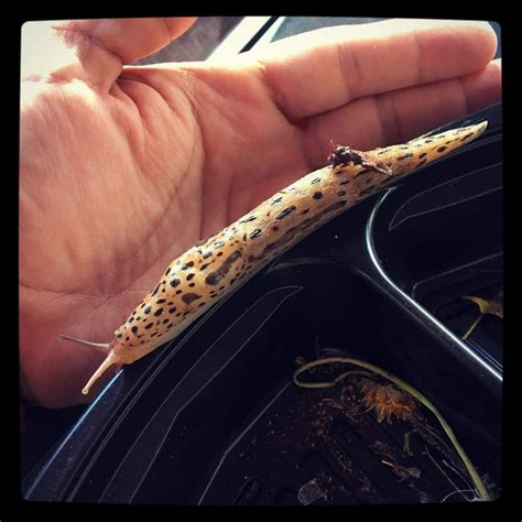 Canada Amazing Slug Found In Malton Ontario Does Anyone Know What