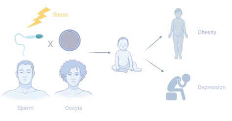 Stress And The Germline Epigenetics And Neuroendocrinology Eth Zurich