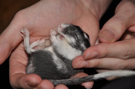 Gerbil Baby By Vetten On Deviantart