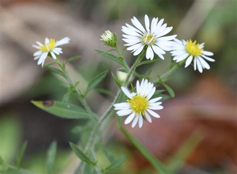 Hairy White Oldfield Aster From Randolph County Wv Usa On September