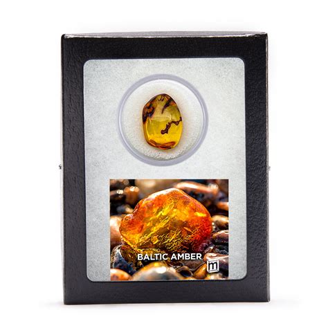 Baltic Amber Collectible Specimen, Includes Display Case - Mini Museum