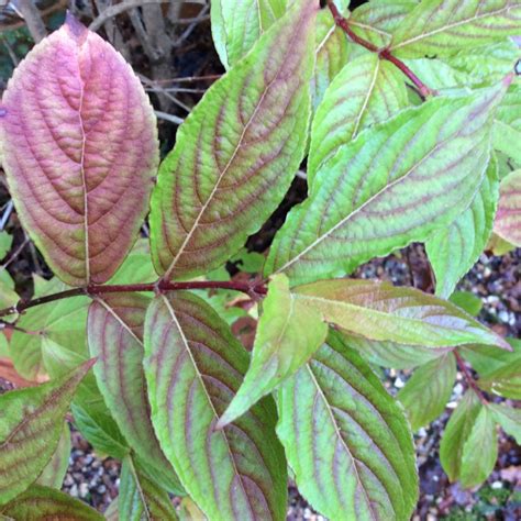 Weigela 'Olympiade' syn. Weigela 'Briant Rubidor', Weigela 'Rubidor ...