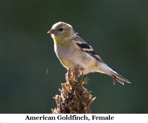 Goldfinches Prefer Fresh Seed