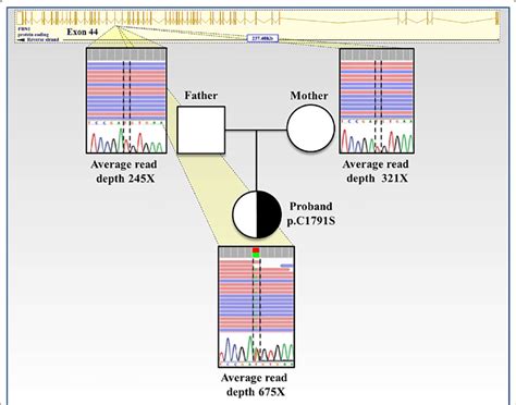 Diagram Of The Pedigree Tree For The Missense C T A Mutation In