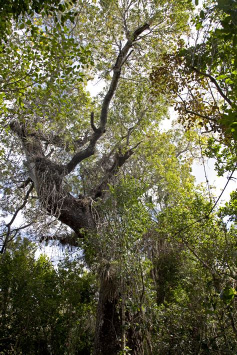 West Indian Mahogany at Mahogany Hammock | ClipPix ETC: Educational ...