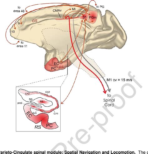 Figure 3 From Cortico Spinal Modularity In The Parieto Frontal System