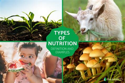 Different Types Of Nutrition Exploring Autotrophic Heterotrophic