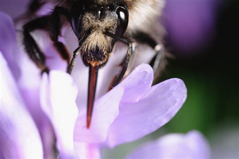 1600x1200 Wallpaper Black And Brown Bee Pollinating The Flower Peakpx