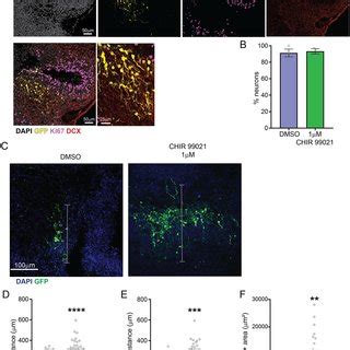 Gsk Inhibition By Chir Increased Neuronal Migration A