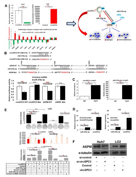 Circgpc3 Centred Cerna Regulation Through Circgpc3mir 378a 3paspm