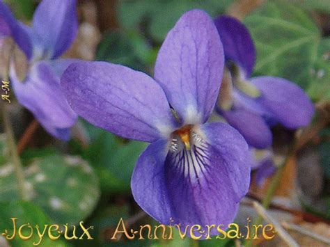 Joyeux Anniversaire Avec Des Fleurs