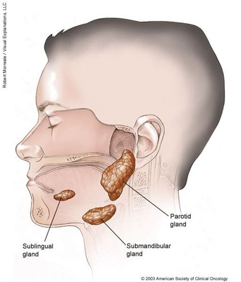 Salivary Glands Muswell Hill Smile