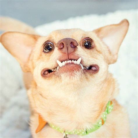 Chihuahua Teeth Images - Pets Lovers