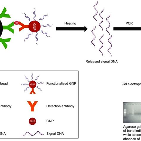 A Validation Of Capture Antibody Conjugated With Mbs By Magneto Elisa Download Scientific