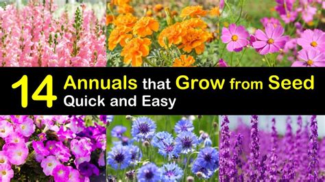 Annuals That Grow From Seed Quick And Easy