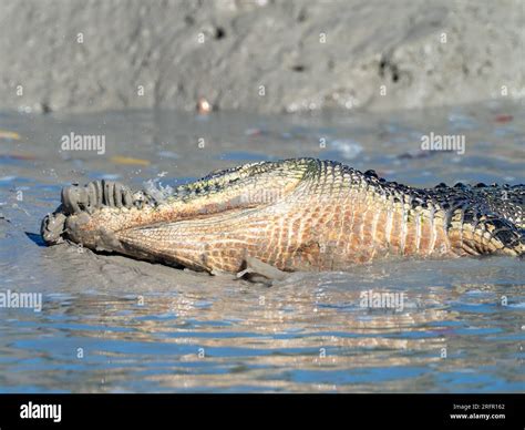 Crocodylus Porosus The Saltwater Crocodile Feeding In The Mud In The