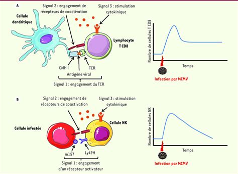 Activation Expansion Et Contraction Des Cellules T CD8 Et NK Lors De