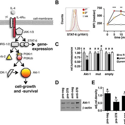 Mir P Targets The Il R Pi K Akt Signaling Pathway A Schematic