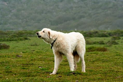 The Animal: Akbash dog