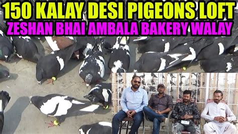 Kalay Desi Fighter Gola Pigeons Loft Zeeshan Bhai Ambala Bakery