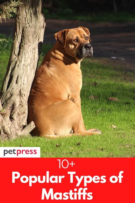 10 Popular Types Of Mastiffs That Will Be A Good Pet