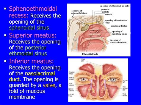 Ppt Nose Nasal Cavity And Paranasal Sinuses Powerpoint Presentation Id 3070643