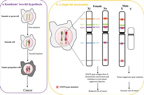 The Study Of X Linked Tumor Suppressor Genes Challenges The Two Hit