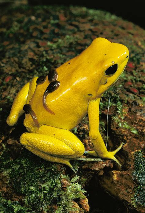 Golden Poison Frog Tadpoles