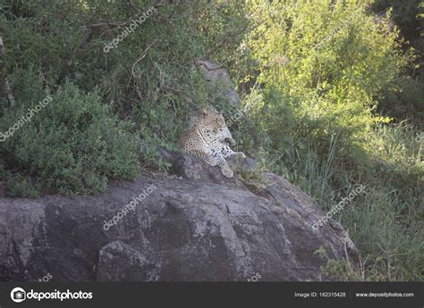 Leopard Kenya Africa savannah wild animal cat mammal — Stock Photo ...