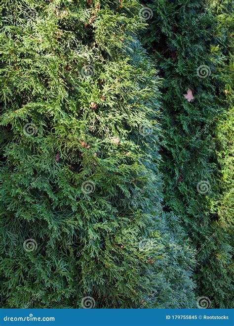 Evergreen Coniferous Branches Stock Image Image Of Evergreen Flavor