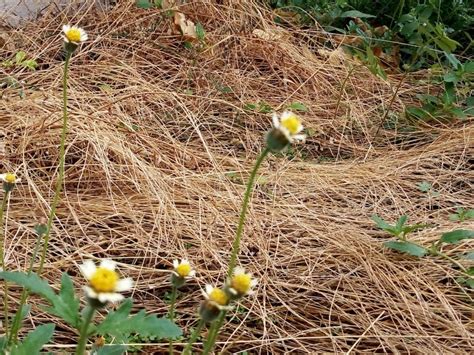 Dry Grass With Beautiful Flowers Stock Image Image Of Camel Grass 152547915