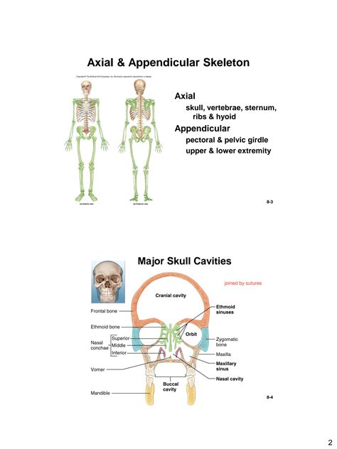 Solution Chpt The Axial Appendicular Skeletal System Studypool