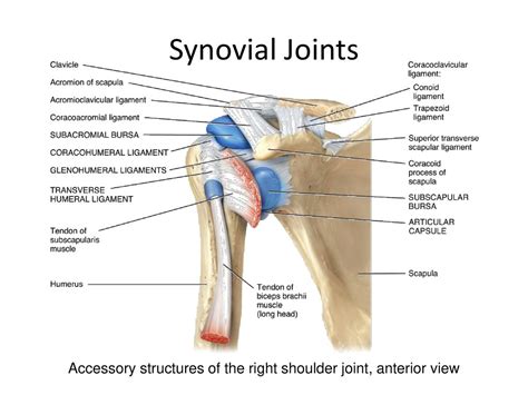 Shoulder Anatomy Ligaments